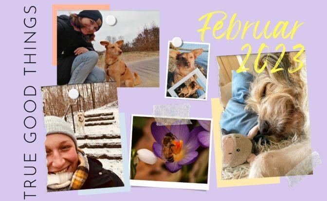 Das Bild zeigt eine Collage von Fotos aus den True Good Things Highlights im Februar 2023 von Fine, Anya und Anne.